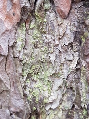 Fungi