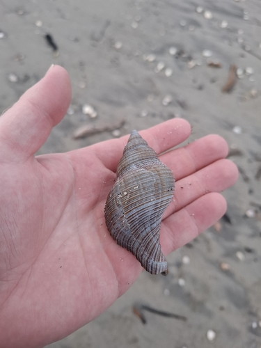 Northern Siphon Whelk