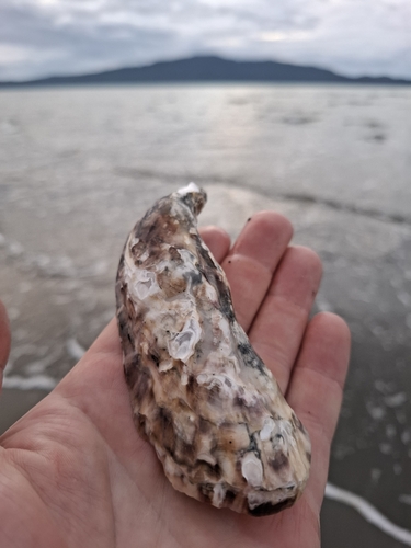 Pacific Oyster