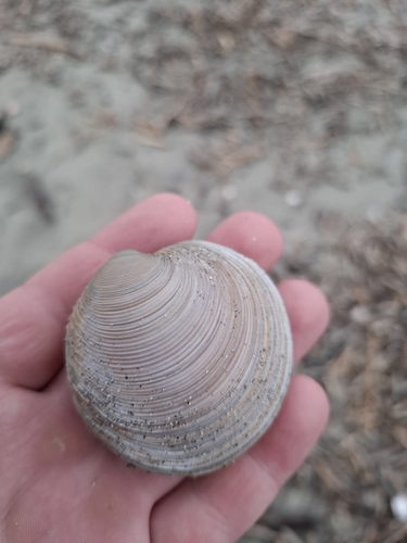 Coarse Dosinia
