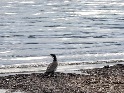 Pied Cormorant