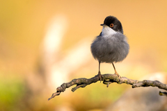 Sardinian Warbler photo 4