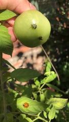 Insecta