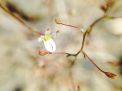 Nemacladus orientalis