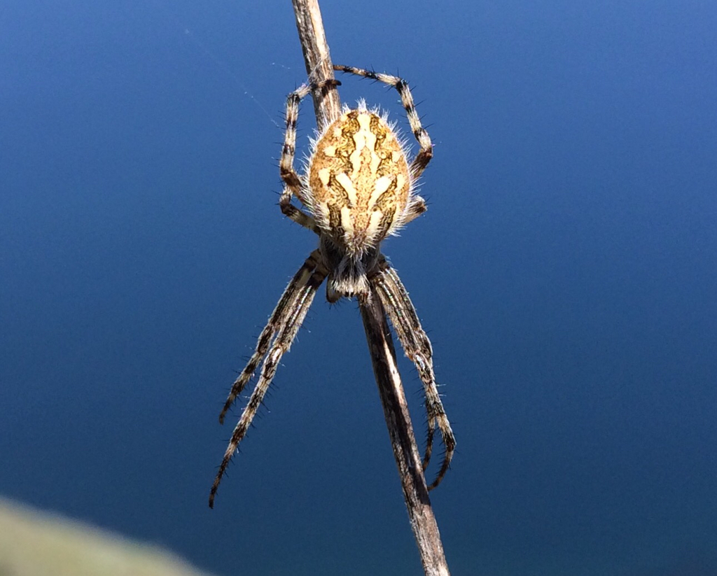 Northern Orbweaver