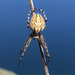 Northern Orbweaver - Photo (c) Justyn Stahl, some rights reserved (CC BY-NC), uploaded by Justyn Stahl