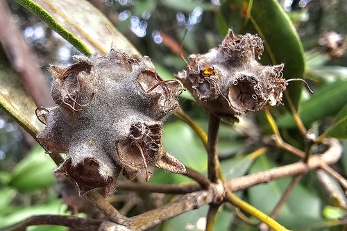Turpentine