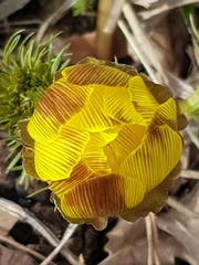 Adonis vernalis