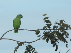 Graydidascalus brachyurus