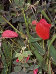 Periandra coccinea