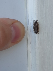 Porcellio spinicornis