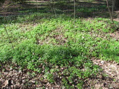 Isopyrum thalictroides