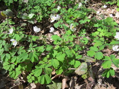 Isopyrum thalictroides