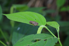 Dendropsophus koechlini