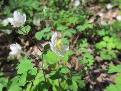 Isopyrum thalictroides