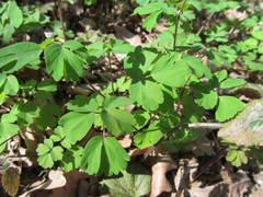 Isopyrum thalictroides