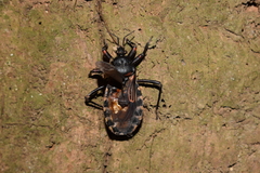 Brontostoma colossus