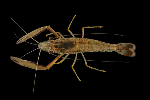 Macrobrachium latimanus observed 2026-05-26