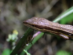 Takydromus stejnegeri