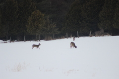 Odocoileus virginianus borealis