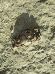 Chaceon peruvianus