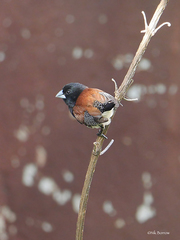 Spermestes bicolor nigriceps