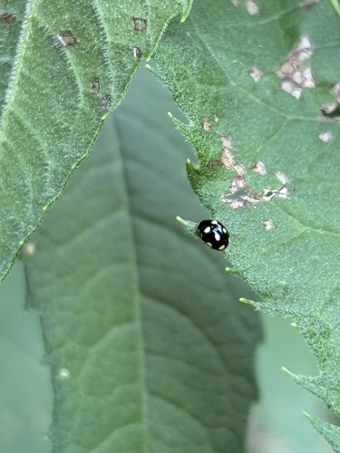 Ten-spotted Spurleg photo 2