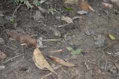 Pierella lamia chalybaea