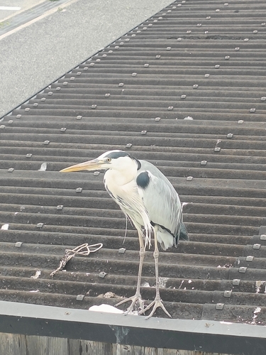 Eastern Grey Heron