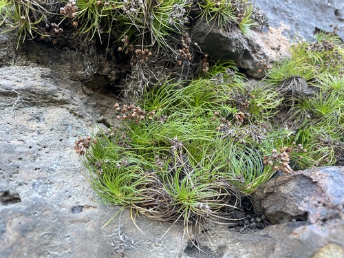 Alania cunninghamii observed 2026-06-23