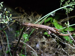 Takydromus stejnegeri