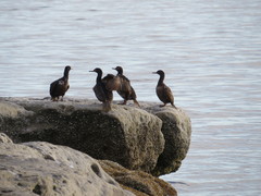 Leucocarbo magellanicus