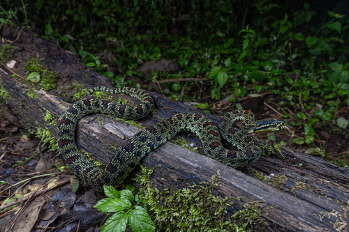 Jerdon's Pitviper