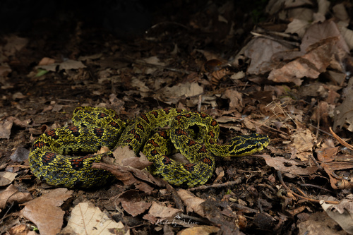 Jerdon's Pitviper