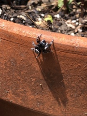 Phidippus audax