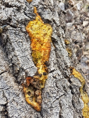 Fungi