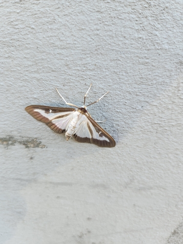 Box Tree Moth