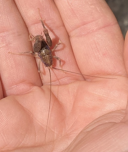 iNaturalist observation photo of Pristoceuthophilus