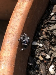 Phidippus audax