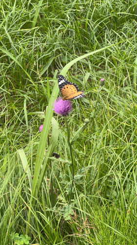 Tropical Fritillary