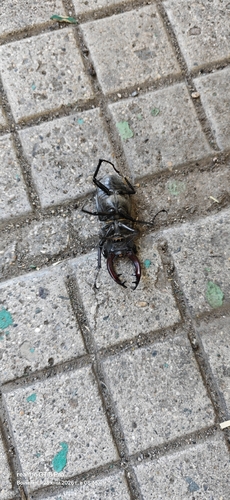 Lucanus cervus turcicus