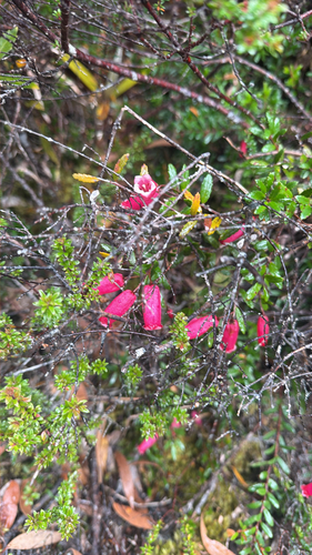 Prionotes cerinthoides observed 2026-05-03