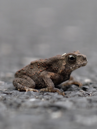Asian Common Toad