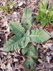 Verbascum lychnitis