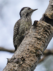 Chloropicus fuscescens