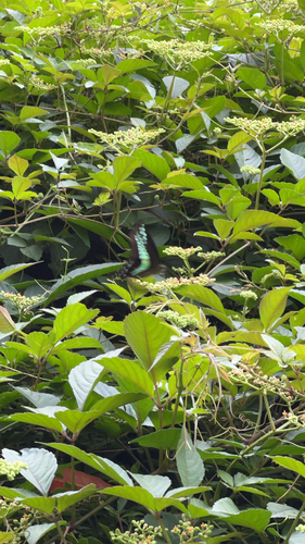 Common Bluebottle