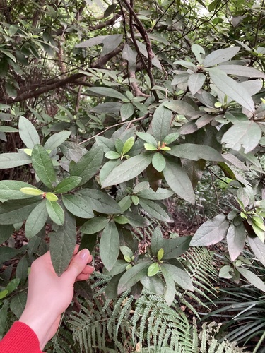 Rhododendron scabrum iNat (1)