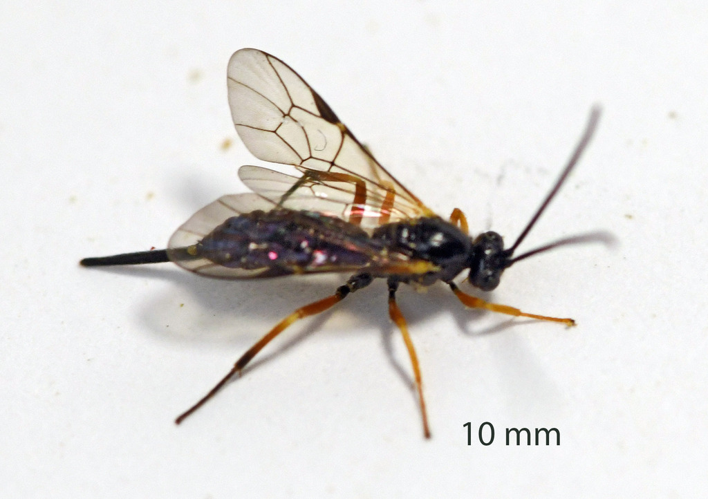 Lycorina triangulifera