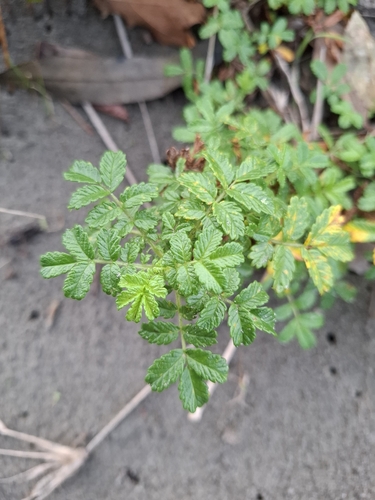 Sand bidibid