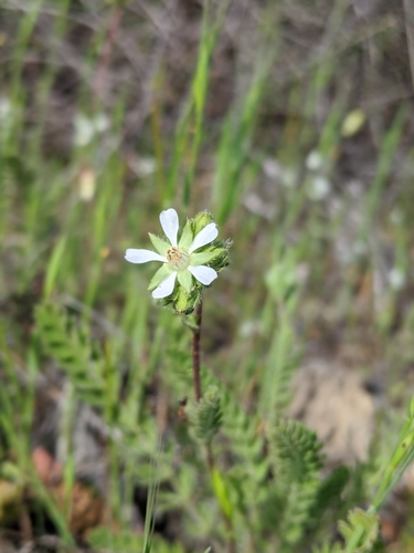 Image of Horkelia tenuiloba by (c) My-Lan Le, some rights reserved (CC BY)